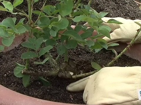 Comment planter un rosier en pot ?