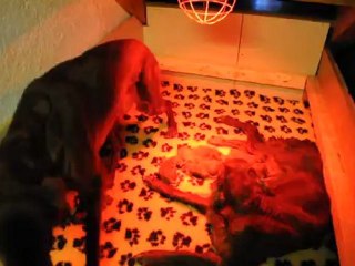 09.08.12 naissance chiots H 037