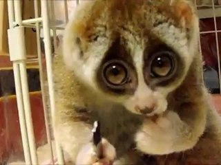 Un loris paresseux mange du riz
