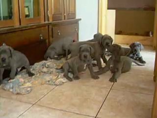 infinity et ses chiots .2