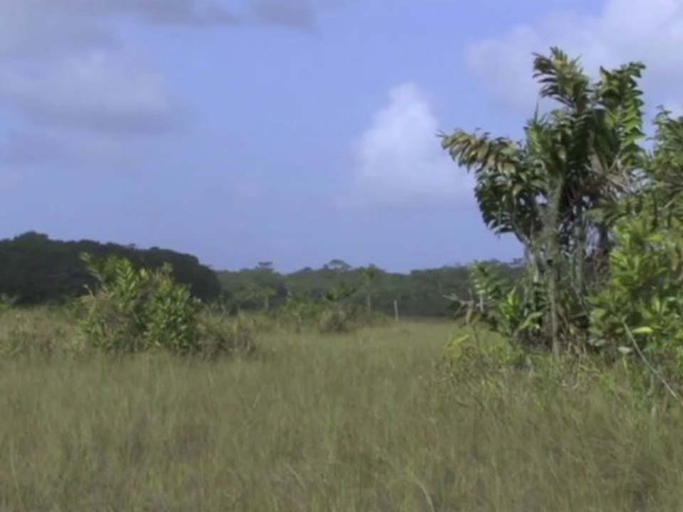 Savanes de Guyane