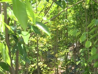 Entrepreneur invests in Hong Kong's fragrant past