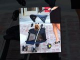 Pet strollers for cats and dogs. People who don't think Pet Strollers are Silly!!