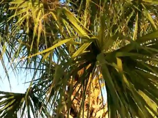 Sarah Talks About The Palm Trees In Daytona Beach, Florida