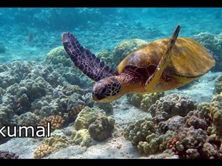 cancun renta de autos