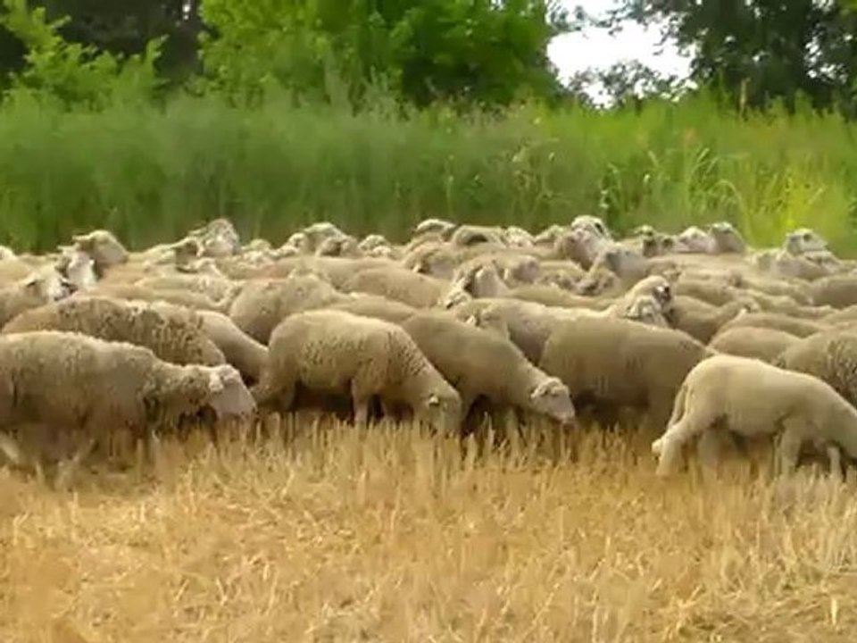 SATILIK MERİNOS, SATILIK MERİNOS HAZER EMLAK TEL: 0546 851 6657 SATILIK MERİNOS KUZU, SATILIK MERİNOS KOÇ, SATILIK MERİNOS FİYATLARI MERİNOS KUZUSU, KOYUNU, KOÇLAR