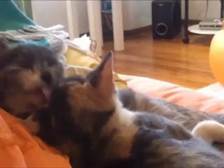 Due amori di Gatti.......