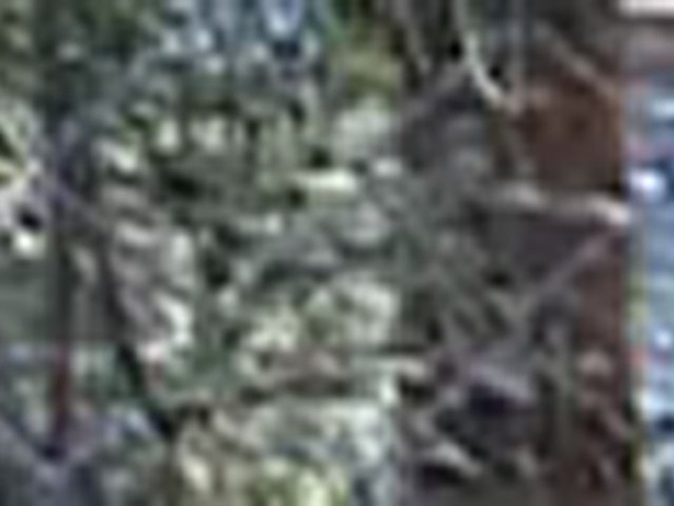 dog4.mov