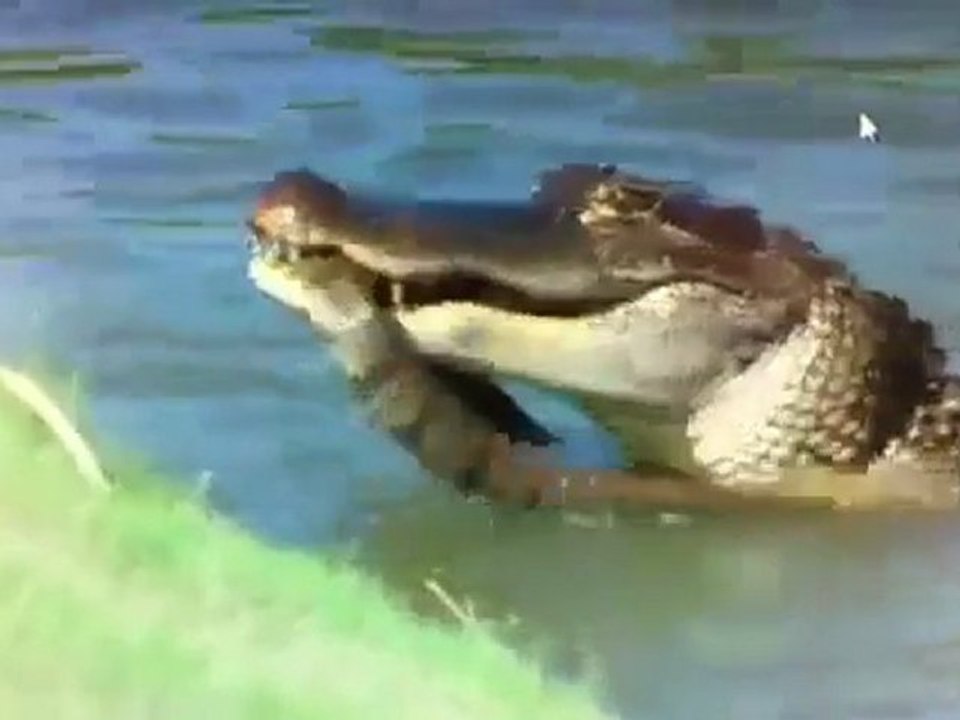 Alligator Eats Snake During PGA Championship Telecast