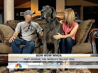 Biggest dog in the world on Today NBC Telstar 12 15° Ouest