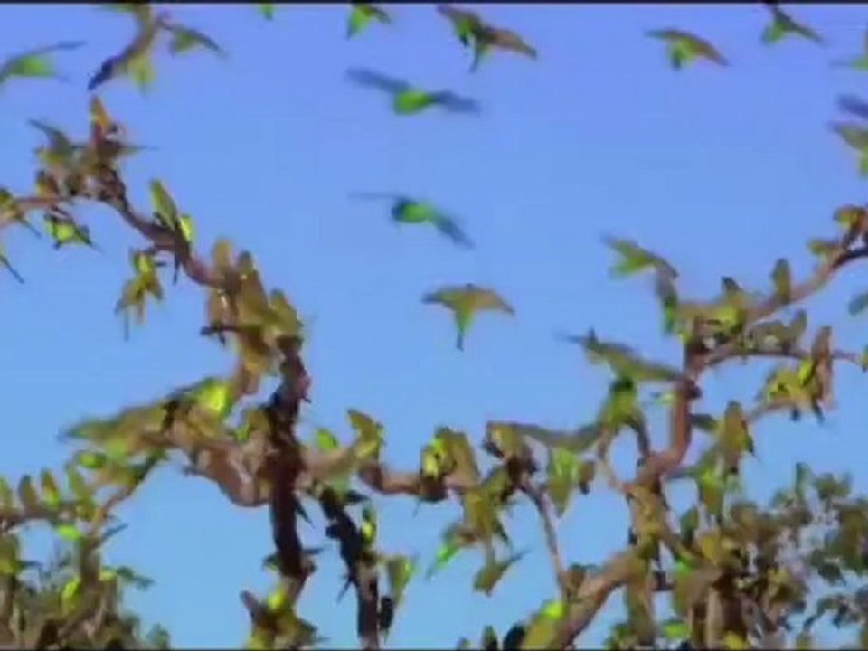 Australie - Pays des Perroquets