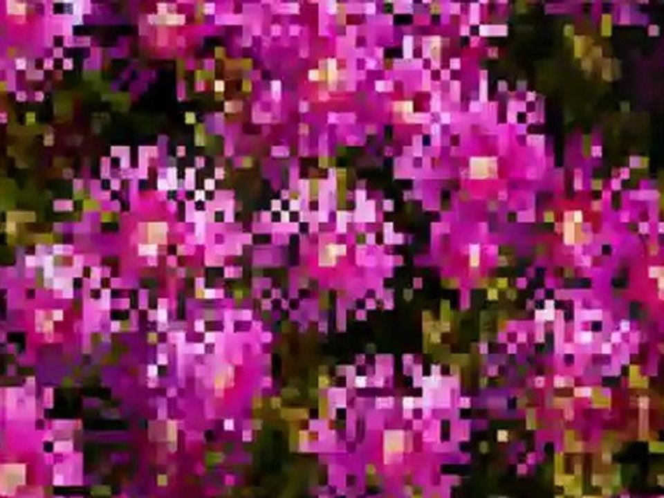 ウィーン少年合唱団 Wiener Sangerknaben ブンブンブン蜂が飛ぶ