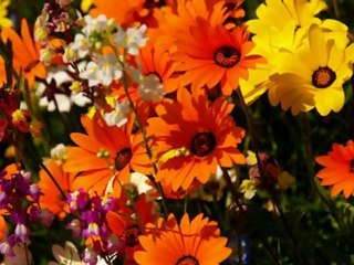 ウィーン少年合唱団 Wiener Sangerknaben 花