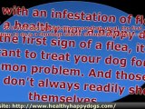Dog Health Care Tips - Identifying and Treating Health Problems in Your Dog