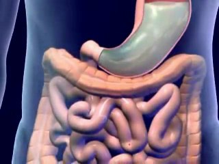 Digestive System - YouTube