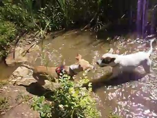 Redden dans l'Etang 09-08-2012