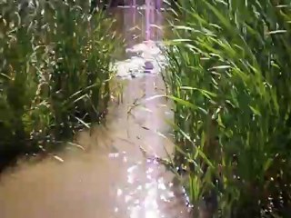 Redden dans l'Etang 09-08-2012 n° 3