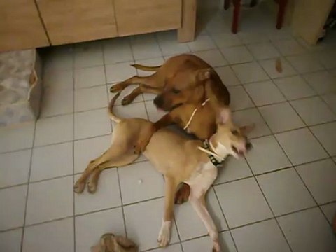 Jeux entre Redden et Eros 08-2012