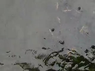 Feeding Turtles and Fish