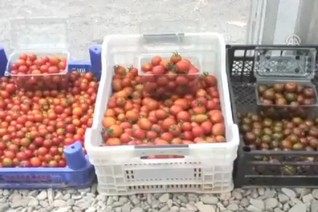 Çikolata Domates