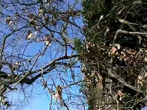 Out In The Country - This bed and breakfast is not too far from Williamsburg, VA. Vacation places.