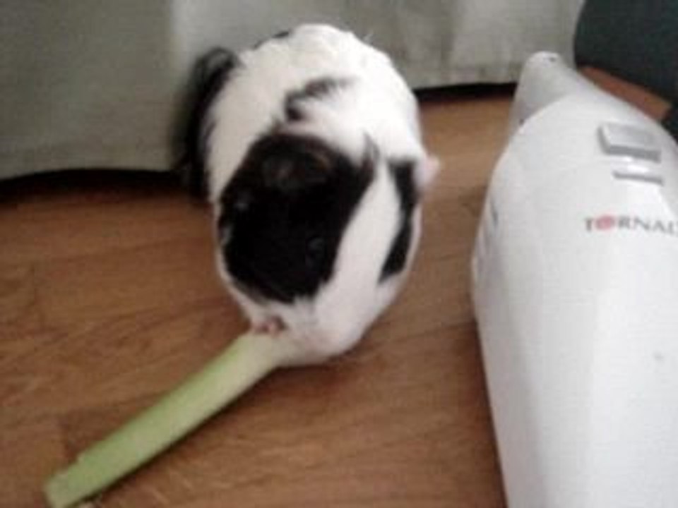 Kiwi en sortie