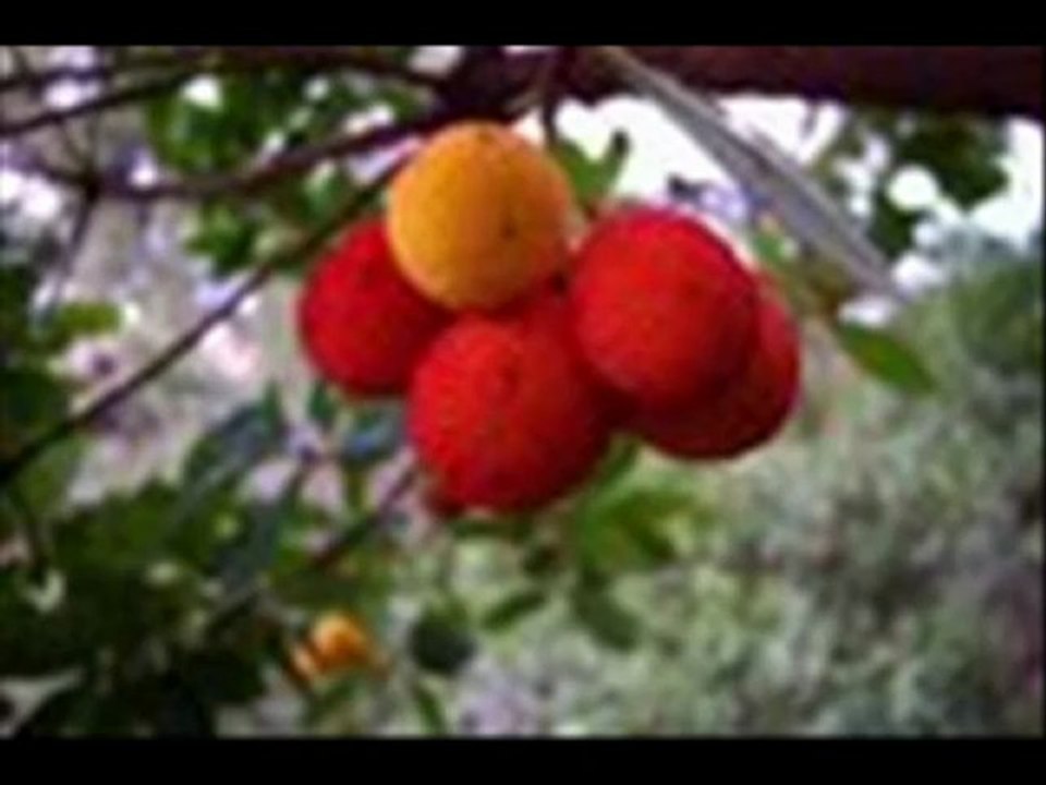 tigzirt..un jeune chanteur qui chante l'amour