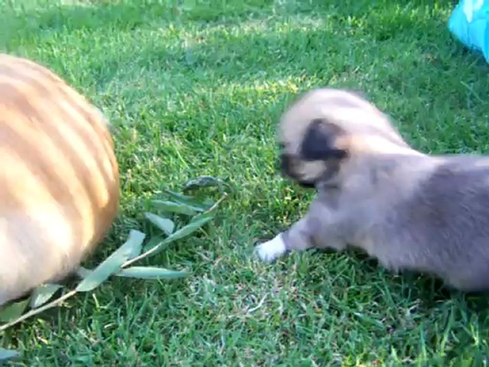BB Daphné et Gezanna a 1 mois
