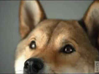 Красивая реклама собачьего корма