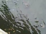 Turtles and Fish - We took a short video of some turtles and fish at Barefoot Landing. Myrtle Beach, SC. Vacation.