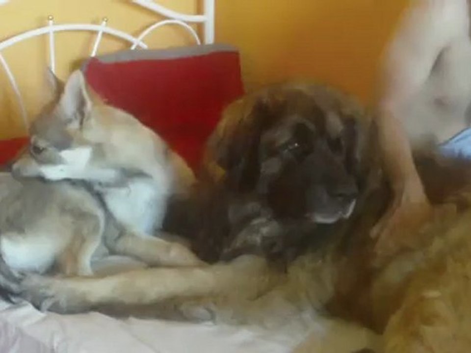 Le réveil de Chloé et Boris par Bewan et Hella.....heureusement la fin^^