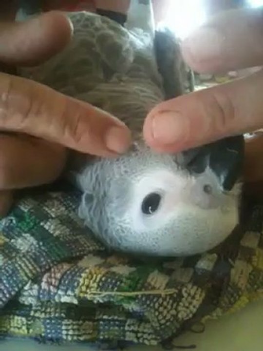 bébé gris