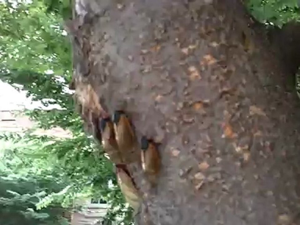 Cicadas Downtown