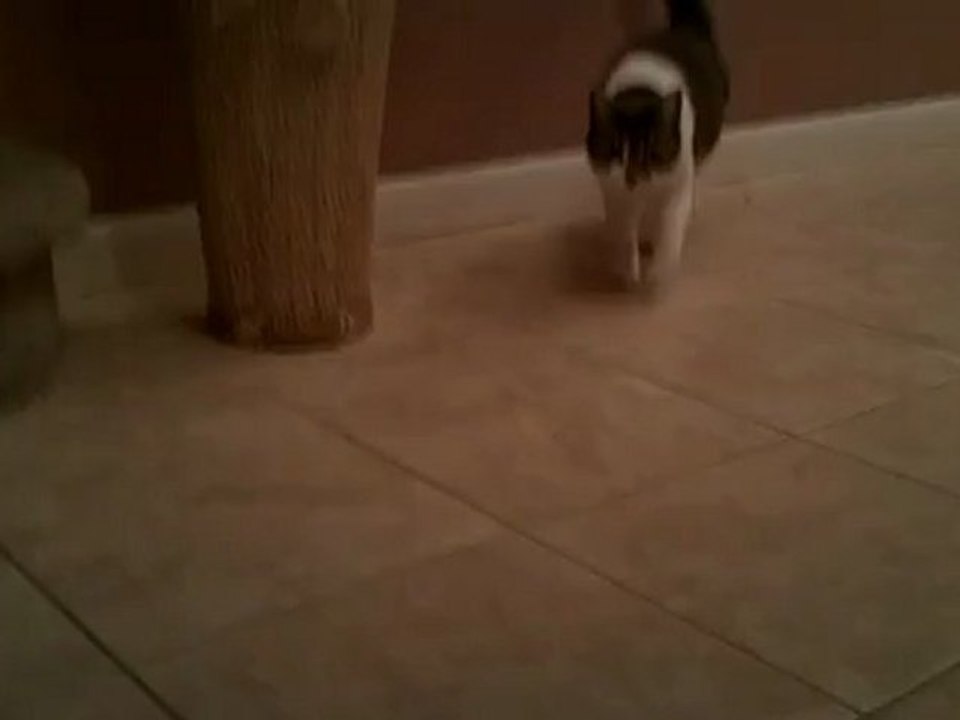 Hello Kitty!