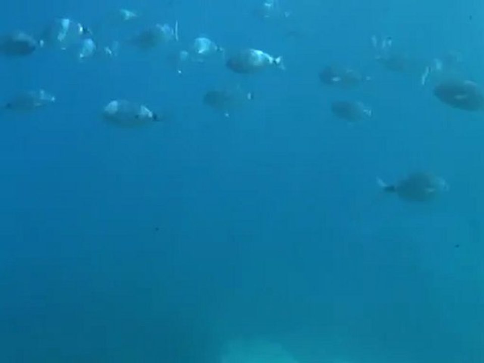 Visite sous-marine au départ de Six-Fours-les-Plages
