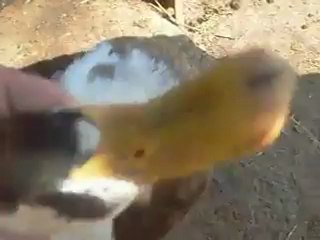 Kozak Köyüm Cafe 6