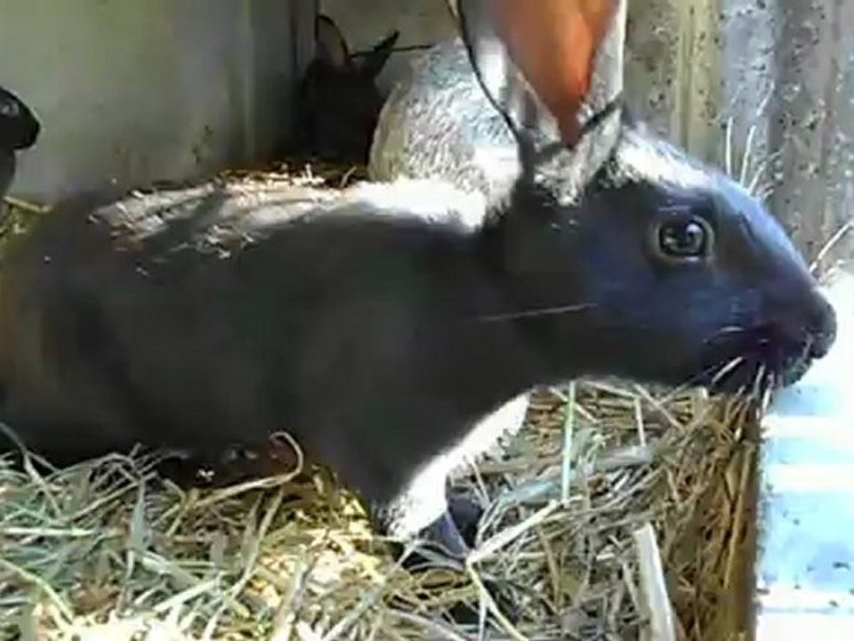 Rozabelle et ses petits