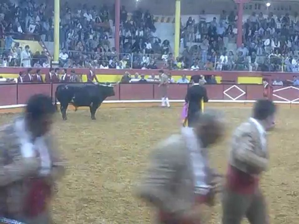 DIOGO CRUZ DOS AMADORES DA CHAMUSCA PEGA Á SEGUNDA TENTATIVA UM TOIRO DO ENG RUY GONÇALVES NA PRAÇA DE TOIROS DA NAZARÉ