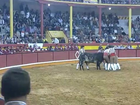 Nelson Batista dos Amadores de Portalegre pega toiro do Eng Ruy Gonçalves na Praça de Toiros da Nazaré
