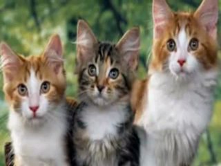 Candan Erçetin         "Kedi  Özledi "