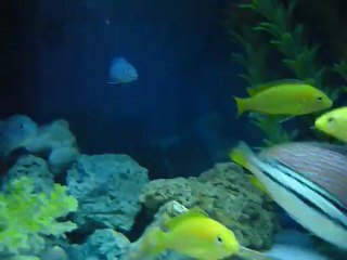 Auratus (Melanochromis auratus)