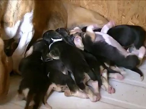 basset artesien normand