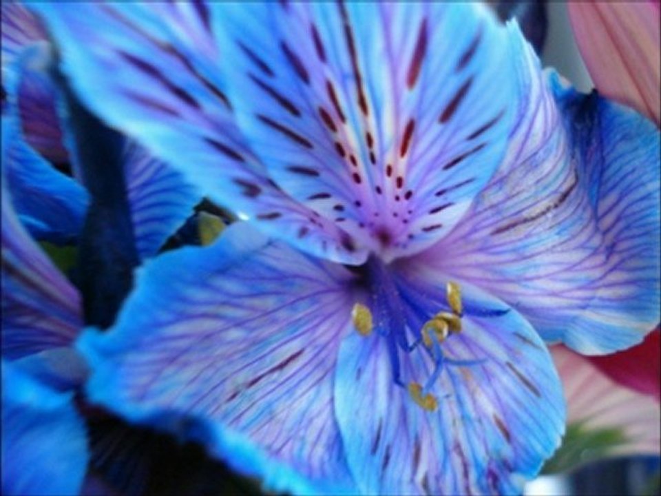 ###Flowers