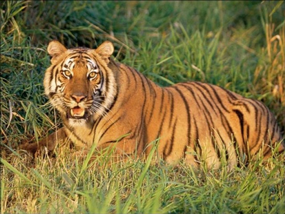 ###Animals