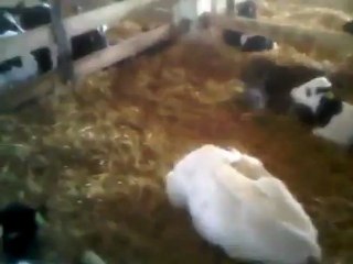 HAZER EMLAK TEL_ 0546 851 6657 SAKARYADA KİRALIK ÇİFTLİKLER