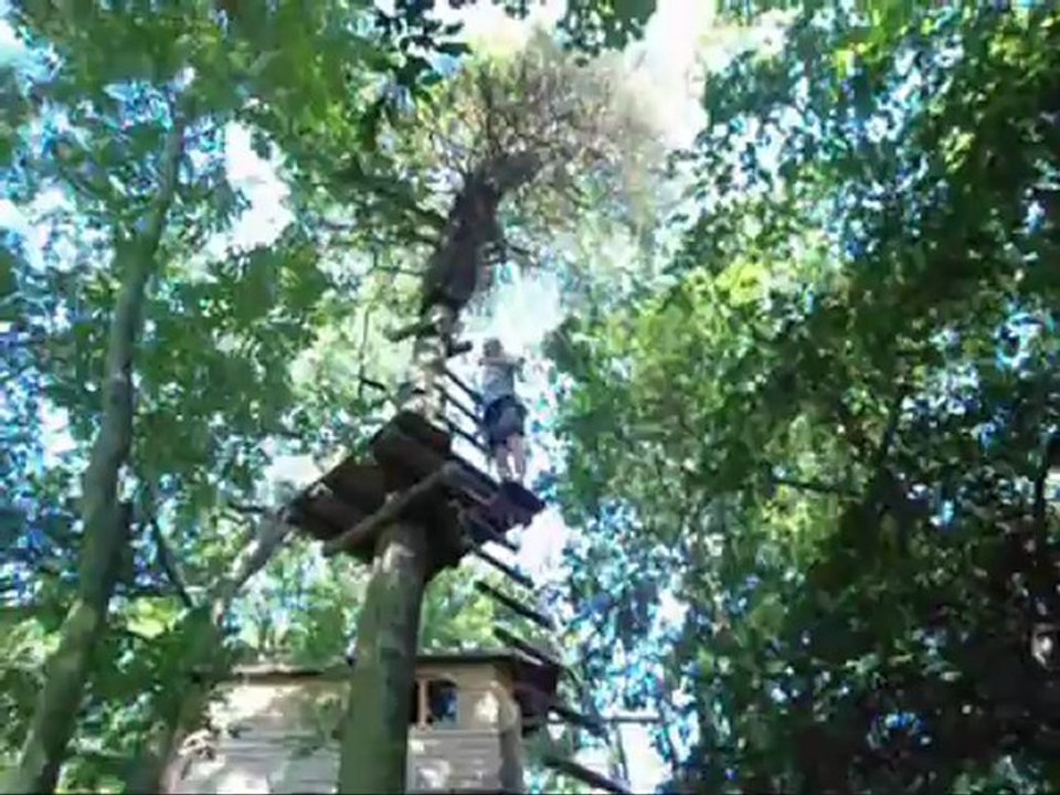 video du nid dans l'arbre