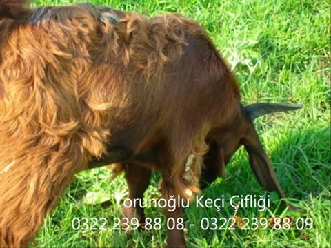 Halep Keçisi,Halep Keçisi Özellikleri,Halep Keçi Resimleri