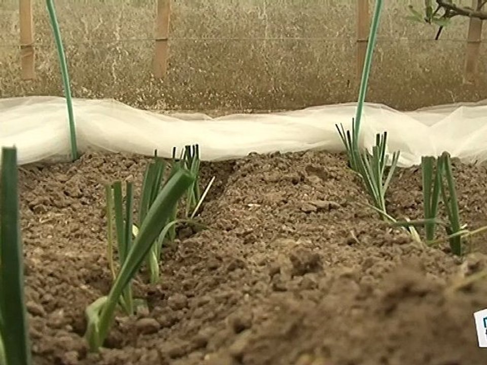 Comment planter des poireaux ?