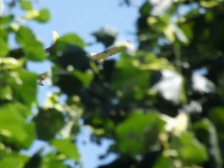 Canadair en action - Canadair in action - Digne 22 Juin 2012