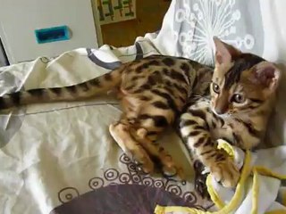 Magic Bengal Harmony (3 month)